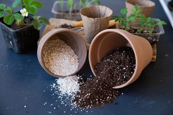 تصویر 4 از خرید پرلیت خاک گلدان + قیمت فروش استثنایی
